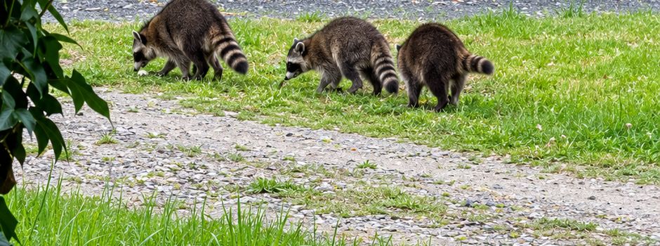 Waschbärenfamilie am Aussiedlerhof Hensler