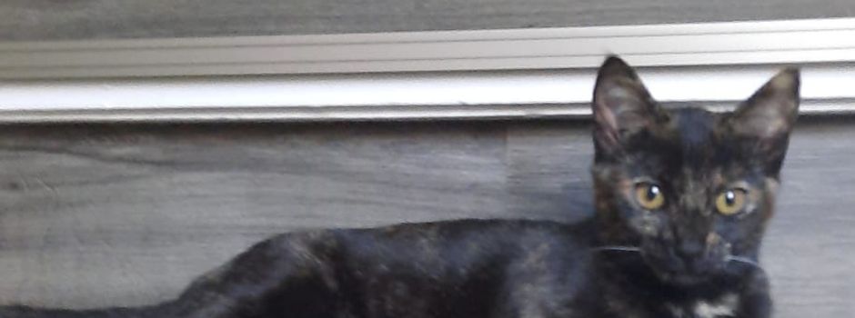 Katze vermisst! 