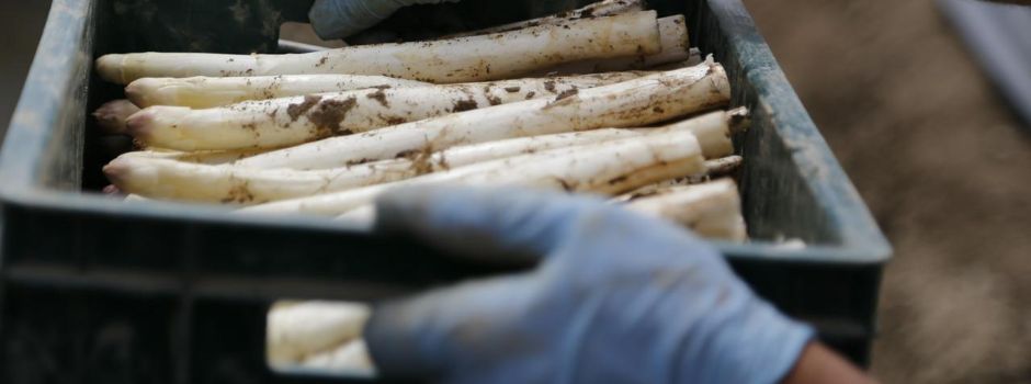 Warum Spargel auf den Mainzer Feldern oft liegen gelassen wird