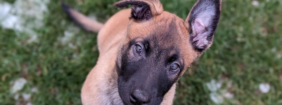 Kalle wird neuer Mainzer Polizeihund