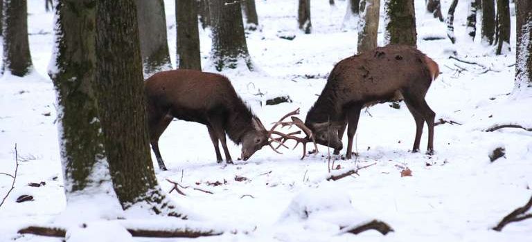 Bergwildpark Meißner wird wegen Maul- und Klauenseuche vorsichtshalber geschlossen