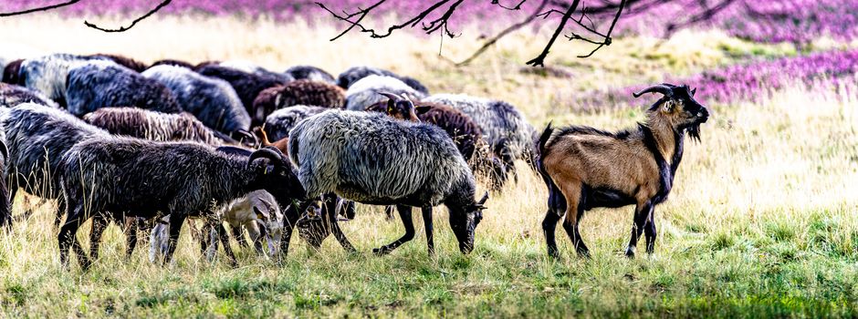 Heidschnuckeneintrieb ab Samstag im Wacholderpark