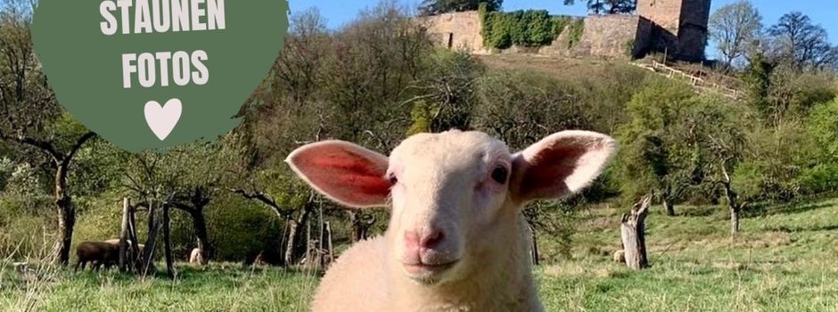 Meet&Greet mit den Burgschafen: Ein tierisches Erlebnis auf der Siersburg