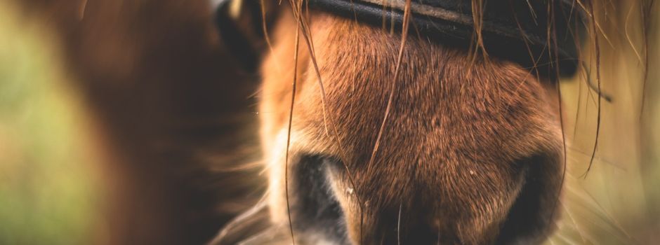 Ponyreiten auf Bad Kreuznacher Jahrmarkt weiterhin erlaubt