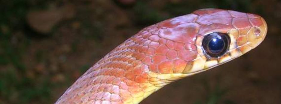 Schlange in Kaufhaus in Mainzer Innenstadt aufgetaucht