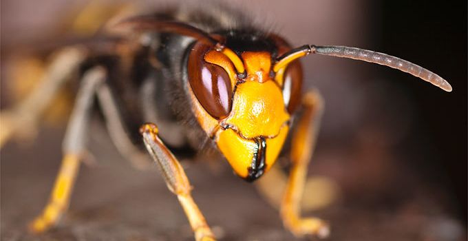 Exotische Hornissenart auf dem Vormarsch: Wie gefährlich ist sie?