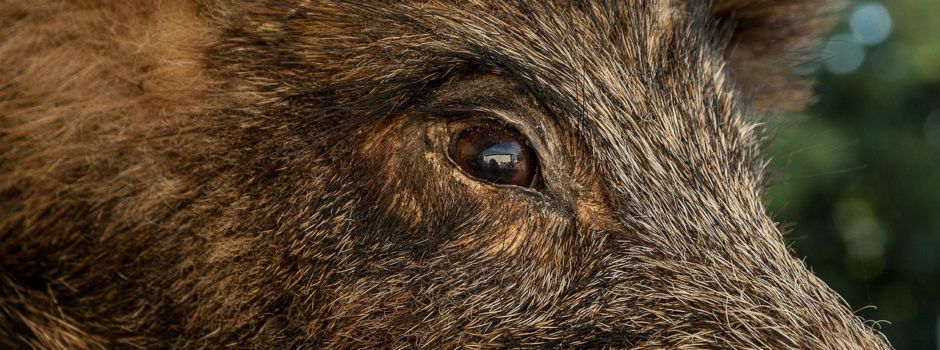 Jagdgenossenschaftsversammlung des Eigenjagdbezirkes Steinalben