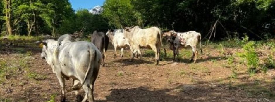 Erfolgreicher Fortschritt des Huteweide-Projekts
