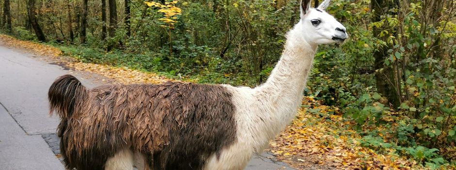 Senioren wandern mit Lamas durch den Pfälzerwald bei Annweiler