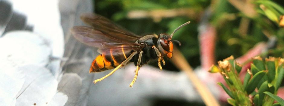 Augen auf: Asiatische Hornisse kann auch in Augsburg vorkommen