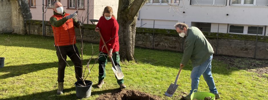 Bäume und Sträucher für den Bibelgarten in Nierstein
