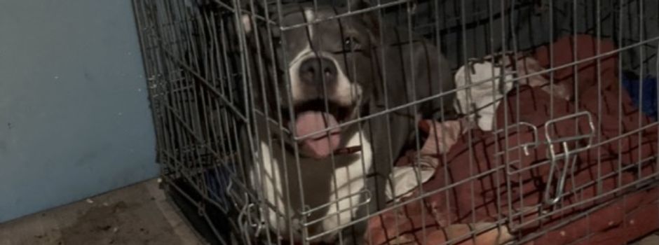 „Zwei Hunde waren schon tot“