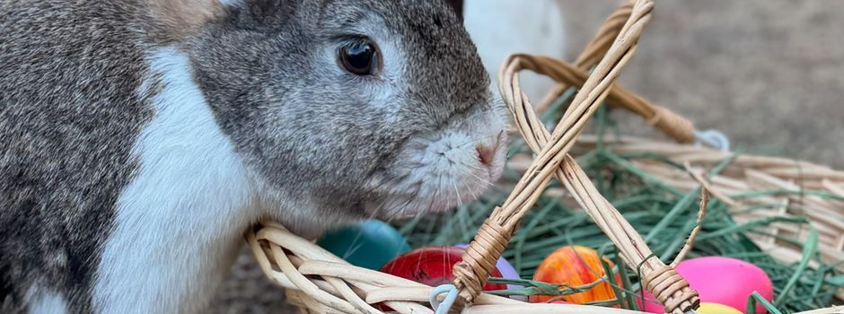 Osterprogramm für Familien und Kinder