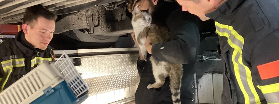 Feuerwehr Wiesbaden rettet vermisste Katze aus Linienbus