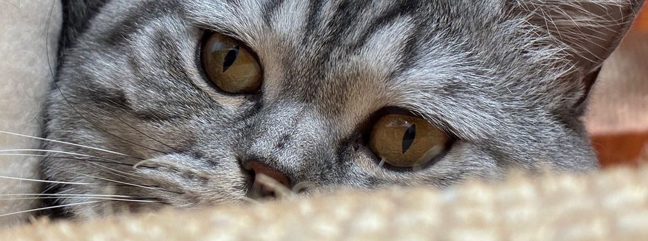 Haustierhilfe: Nächstes Treffen