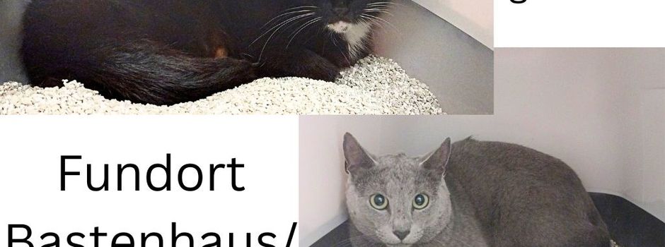 Fundkater und Fundkatze in Dannenfels