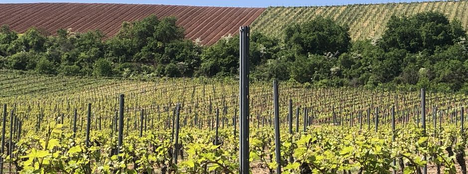 Gewährung einer Beihilfe für die Umstrukturierung und Umstellung von Rebflächen