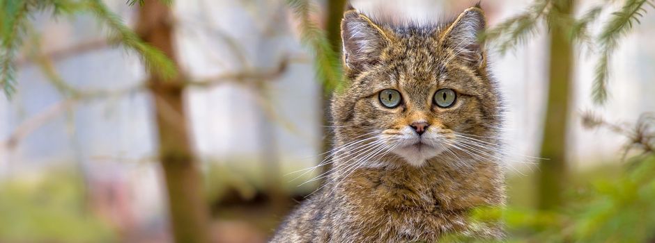 „Wildkatze & Wald“: Filme und Rahmenprogramm im Capitol-Theater
