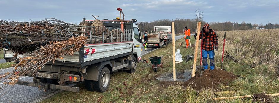Baumpflanzungen auf öffentlichen Flächen in Pinnow