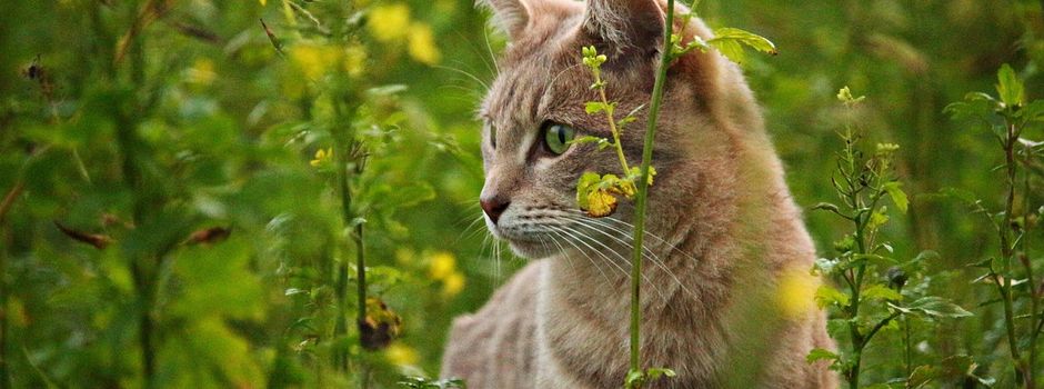 Schockierende Tierquälerei: Katze in Kamp-Bornhofen angeschossen