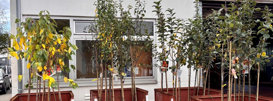 132 Obstbäume an Sulinger*innen verteilt