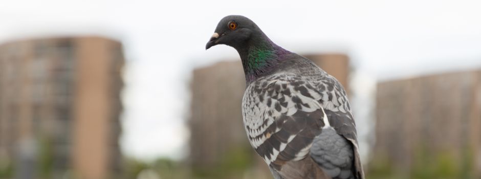 Schüsse auf Taube in Mainz-Laubenheim: Hohe Belohnung für Hinweise ausgesetzt