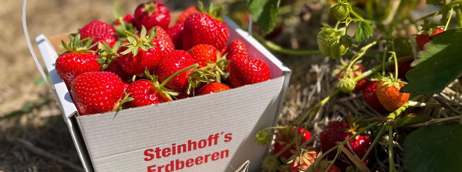 Erdbeer-Selbstpflücke bei Steinhoff täglich geöffnet (Mit Video)