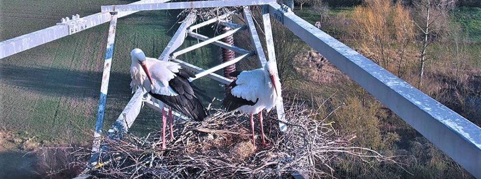 Mainzer Störche: Hier könnt ihr sie live beobachten