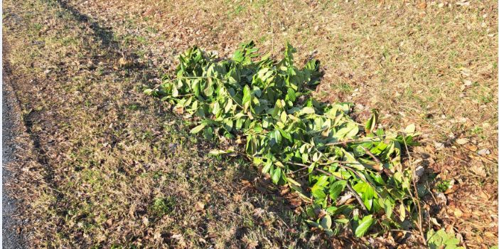 Illegale Entsorgung von Gartenabfällen ist kein Kavaliersdelikt