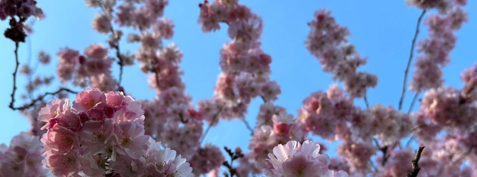 Die schönsten Frühlingsbilder aus Mainz