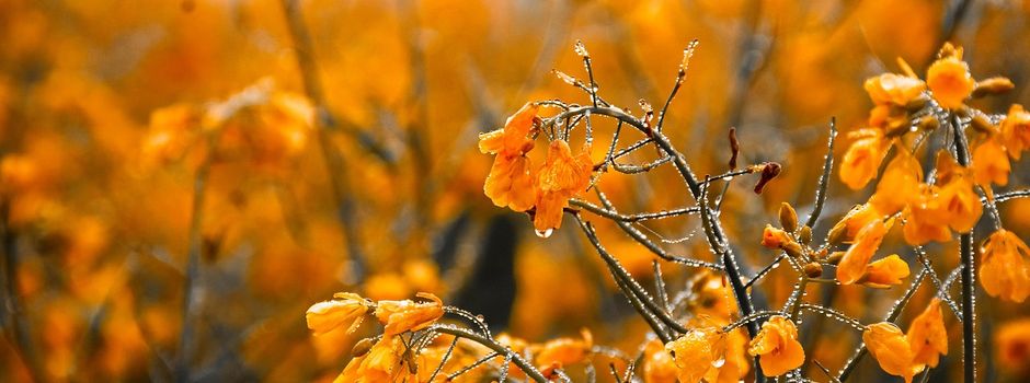 Varuna Mitra mit Beitrag in der NDR Nordtour