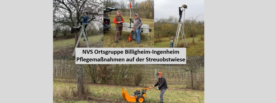 NVS Arbeitseinsatz Streuobstwiese