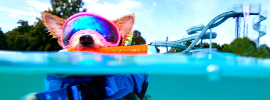 Bello’s Batschlach: Wasserspaß für Hunde im Augsburger Familienbad