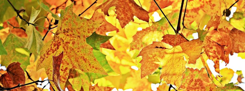 11 Herbstspaziergänge in Augsburg und Umgebung