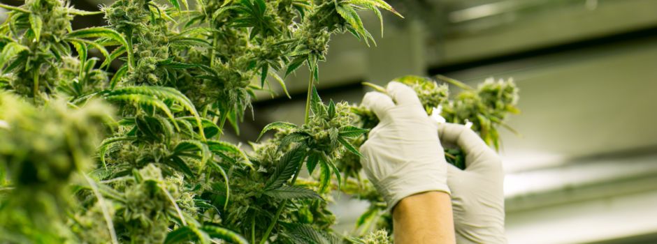 „Cannabislegalisierung – Erfahrungen nach einem Jahr“