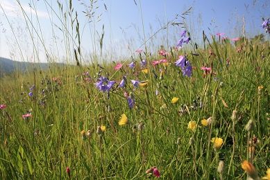 Schönste Bauernwiese gesucht!