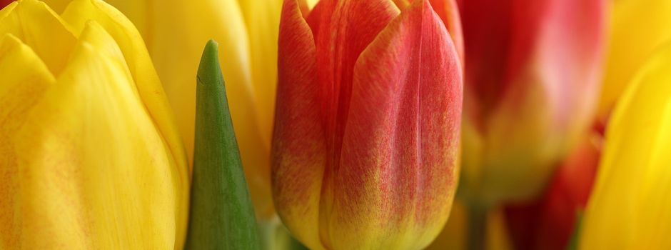 Frühlingsfest & Tag der offenen Tür bei HEINRICHs Netzwerk