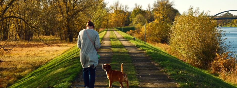 Streit um Hund eskaliert: Frau in Wiesbaden mit Gewalt bedroht