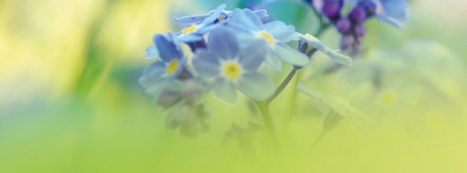 Maiwanderung in Bischheim