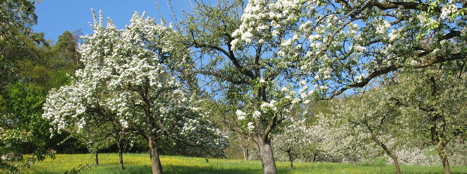 Vögel in der Streuobstwiese