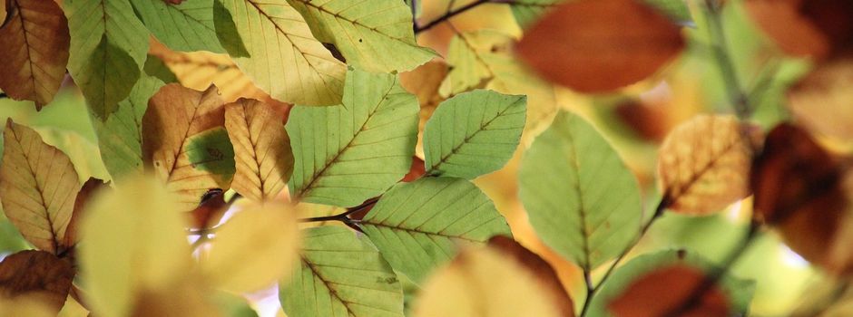 Baumfällarbeiten am Alten Schulweg in Büren