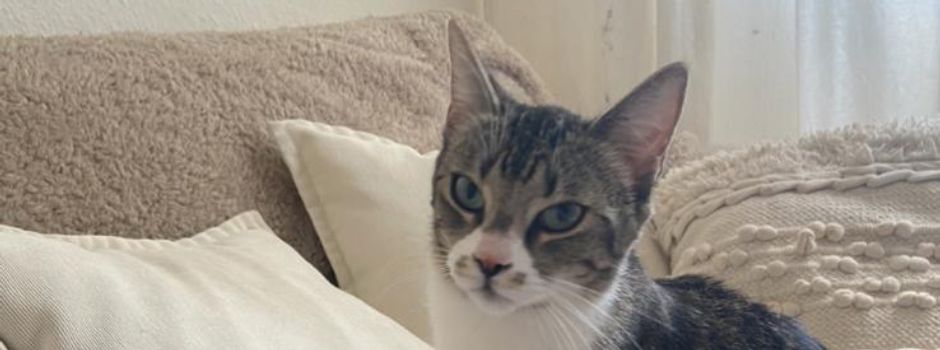Update: Katze Bibi wieder Zuhause!