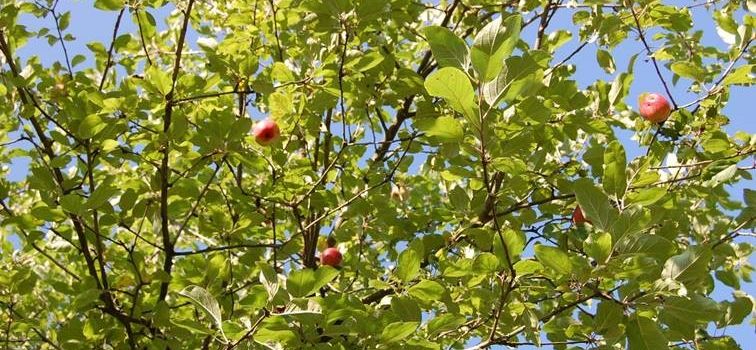 Obst von gemeindeeigenen Bäumen an den Straßen darf gepflückt werden
