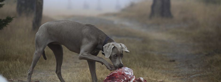 ACHTUNG GIFTKÖDER für Hunde