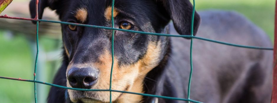 Bald werden in Worms Tiere gesegnet