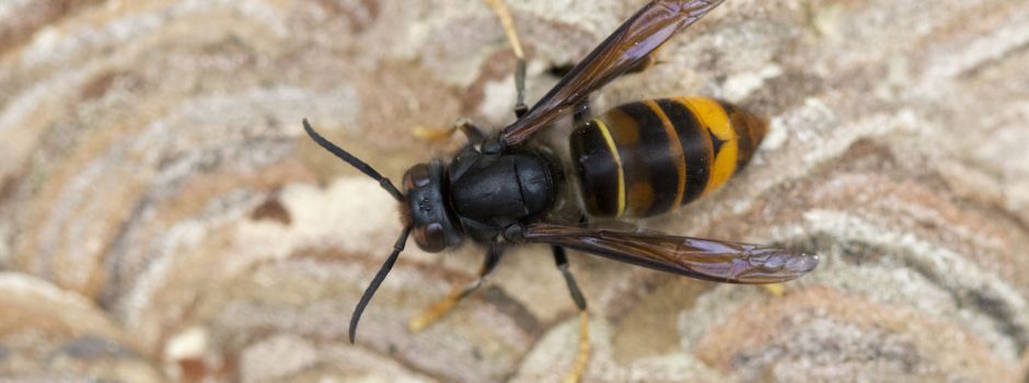 Asiatische Hornisse breitet sich im Rhein-Sieg-Kreis aus