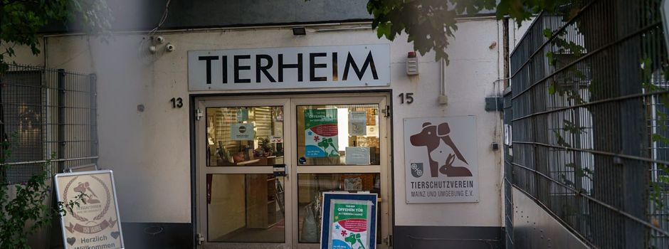 Abriss der Hochbrücke: Übergangslösung für Mainzer Tierheim gefunden