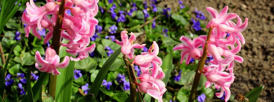 Frühlingsfest Oderbruch Stube e.V.