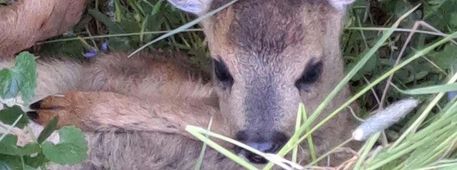 Erfolgreiche Kitzrettung 2025