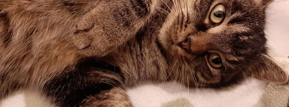 Katze ANNI gesucht!
